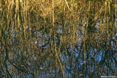D85_2915_DxO_b
