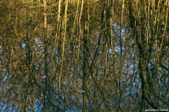 D85_2920_DxO_b