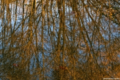 D85_2930_DxO_b